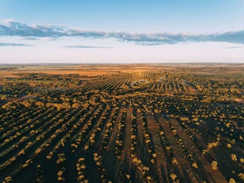 Yarra Yarra Biodiversity Corridor (Supplied: Carbon Neutral)