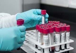 lab