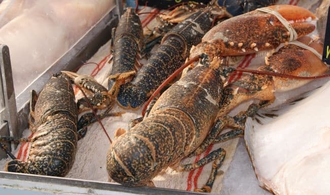 Researchers at RMIT University looked to the natural strength of lobster shells to design special 3D printing patterns.